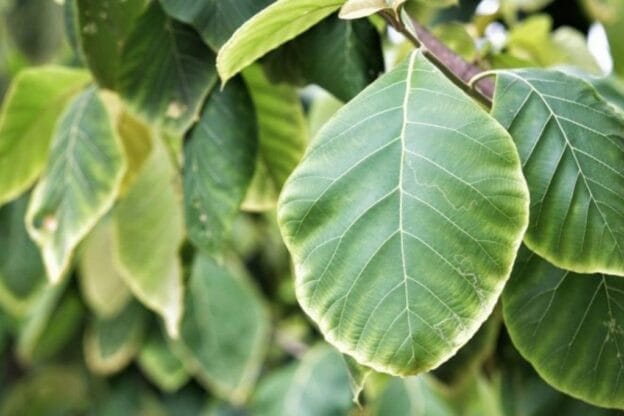 Cara Mengolah Daun Jati untuk Kesehatan