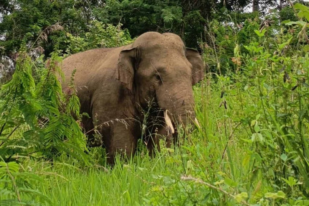 gajah bener meriha