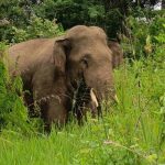 gajah bener meriha