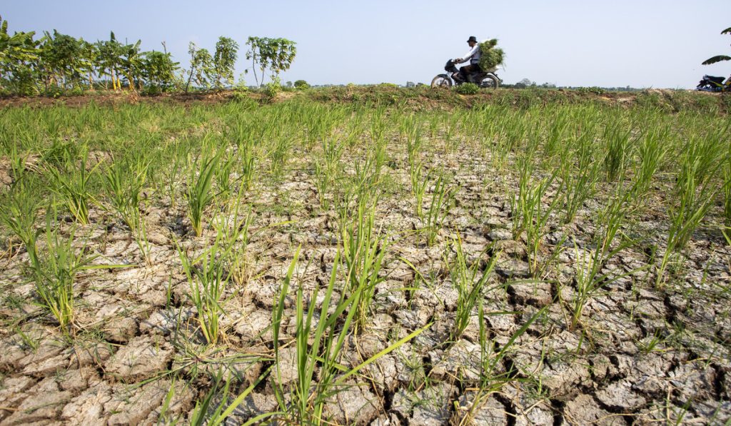 Warga mengendarai sepeda motor melintas di dekat sawah yang mengering di Balongan, Indramayu, Jawa Barat, Selasa (29/7/2025).