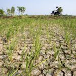 Warga mengendarai sepeda motor melintas di dekat sawah yang mengering di Balongan, Indramayu, Jawa Barat, Selasa (29/7/2025).