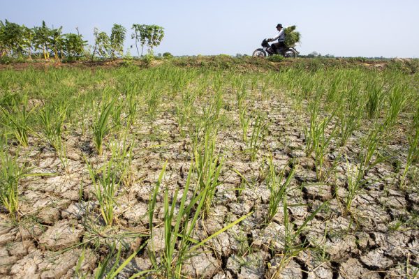 Warga mengendarai sepeda motor melintas di dekat sawah yang mengering di Balongan, Indramayu, Jawa Barat, Selasa (29/7/2025).