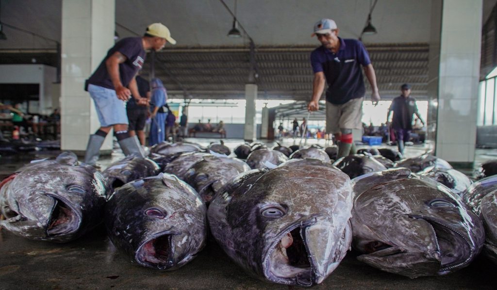 Pekerja menata ikan tuna hasil tangkapan nelayan di Tempat Pelelangan Ikan (TPI) Sendang Biru, Kabupaten Malang, Jawa Timur, Kamis (28/5/2026).