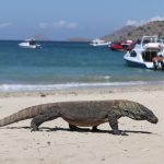 Taman Nasional Komodo, Pulau Komodo, NTT, Pulau Pandar