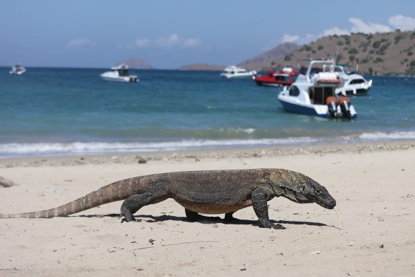Taman Nasional Komodo, Pulau Komodo, NTT, Pulau Pandar